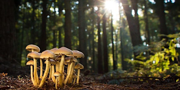 The Fascinating World of Fungi with Lacey Roberts.