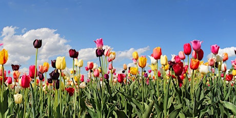 Primaire afbeelding van Tulpen groeien, kinderen bloeien
