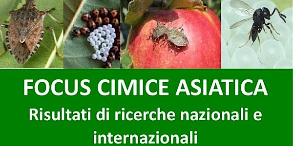 Cimice asiatica: risultati di ricerche nazionali e internazionali