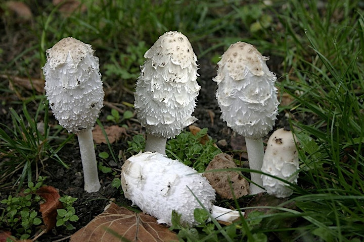 MGAA - Cultivating Culinary Mushrooms, with Tara Stephens of Fungi Akuafo image