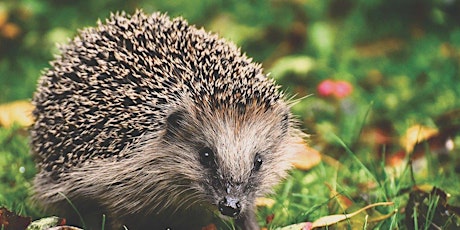 Green Week 2021 - How to help hedgehogs (before it's too late) primary image