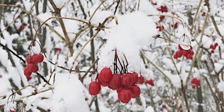 Hauptbild für Frolic #63 | Dreamy Winter Botany (Online)