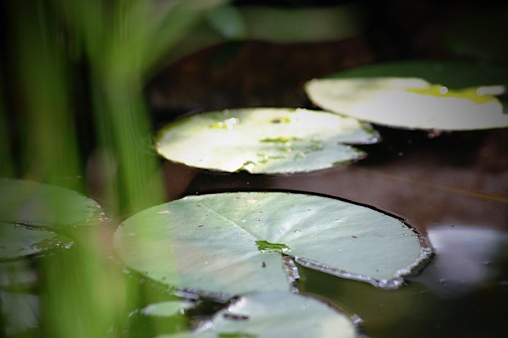 
		The Empty Boat: Online Meditation Course with Zen Koans image
