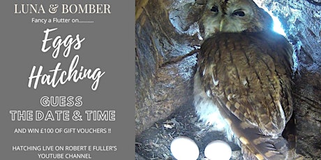 Guess When We First See Luna & Bomber's Tawny Owl Chicks! primary image