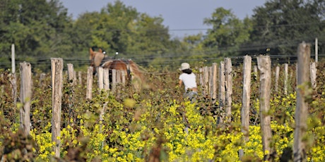 Fhior Wine Club Online -  Le Puy Wine Tasting primary image