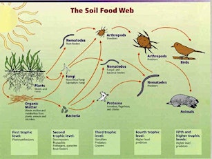 Dr. Elaine Ingham, Soil Foodweb Fertility Solutions Class on Live WebEX  March 21, 2015 9 am- 12  pm ct primary image