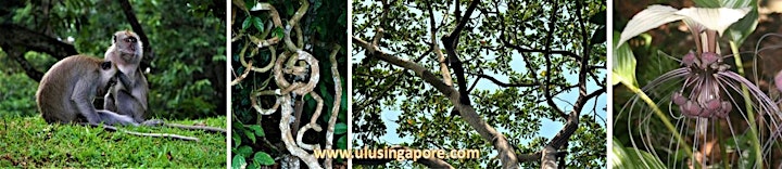 Xmas Special: Up Hill and Down Dale - Nature Walk at Bukit Timah image