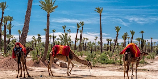 Marrakech Camel Ride in the Palm Grove - Virtual Live Tour