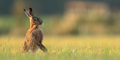 Wild Hares and their cousins - Digital Wildlife Walk