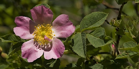 Wild Roses of the UK - Digital Wildlife Walk