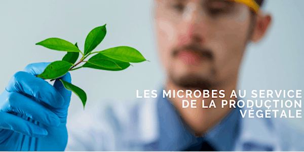 Les microbes au service de la production végétale… et de l’économie ?