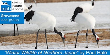 Winter Wildlife of Northern Japan