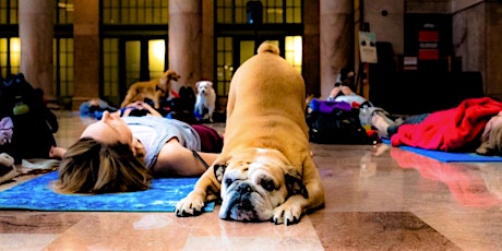 Restorative yoga with your pup!