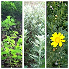 Bosque del Rio Hondo Plant Walk primary image