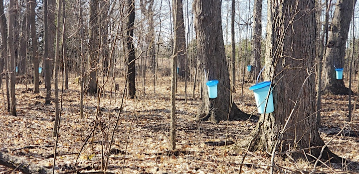 Maple Syrup Experience at Elliott Tree Farm. Weekends through April 10 image