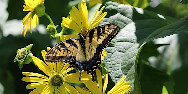 Creating Habitat for Butterflies