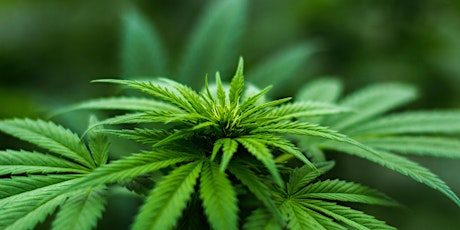 Imagen principal de Seminario sobre la Industria de Cannabis