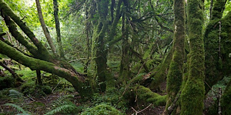 Native Woodlands, Biodiversity, Climate and Culture primary image
