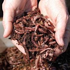 Worm Composting - Vermicomposting - June 6, 2015 primary image