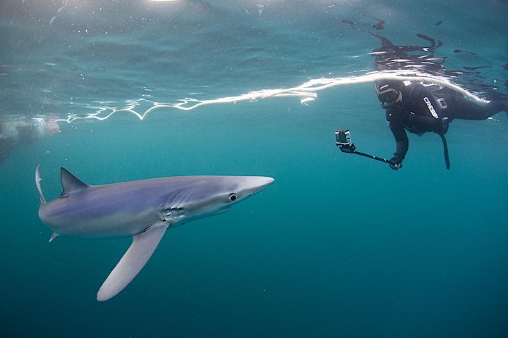 
		SWIM WITH BLUE SHARKS IN CORNWALL (DEPOSIT ONLY) image
