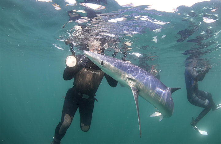 SWIM WITH BLUE SHARKS IN CORNWALL (DEPOSIT ONLY) image