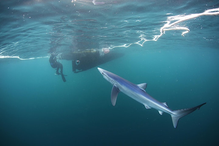 SWIM WITH BLUE SHARKS IN CORNWALL (DEPOSIT ONLY) image