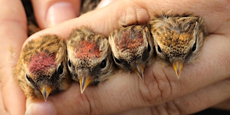 *Postponed* Getting hands-on with birds and their lives tickets