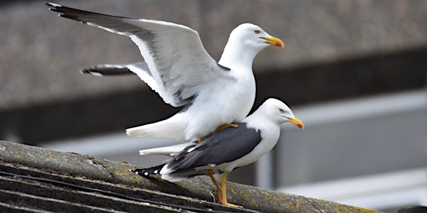 Urban gulls: not just stealing your sandwich
