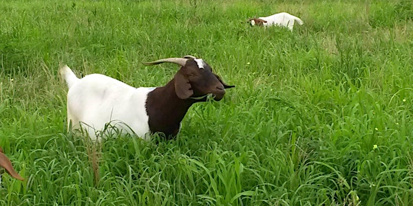 Piedmont Regional Goat & Sheep Conference Webinar Series
