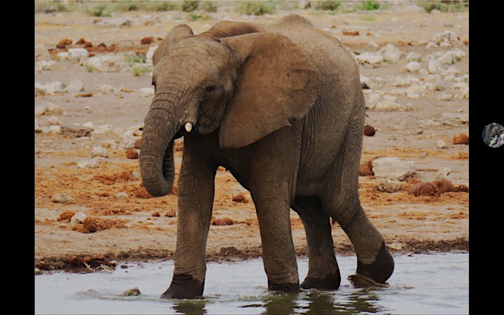 Southern Africa Wildlife Safari - Namibia, Botswana and Zimbabwe image