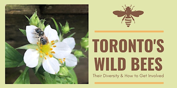 Toronto's Wild Bees