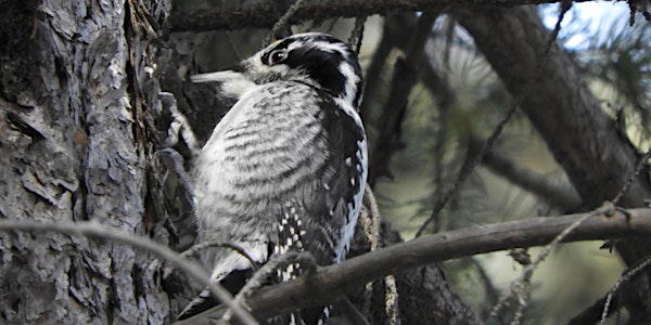 Nature Calgary Birding - Weaselhead
