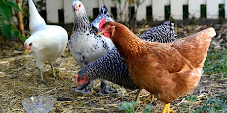 Backyard Chicken-Keeping