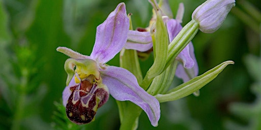Wild flowers of the Yorkshire Dales  primärbild