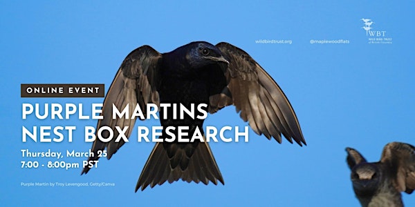 Purple Martins Nest Box Research