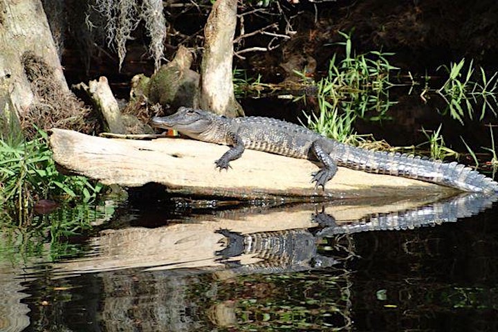 Okefenokee Gator Hunt (Cameras Only), Spring in the Swamp!! image
