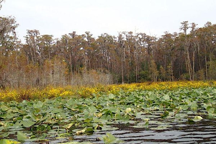 Okefenokee Gator Hunt (Cameras Only), Spring in the Swamp!! image