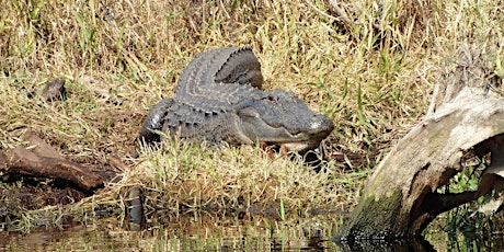 Okefenokee Gator Hunt (Cameras Only), Spring in the Swamp!! primary image