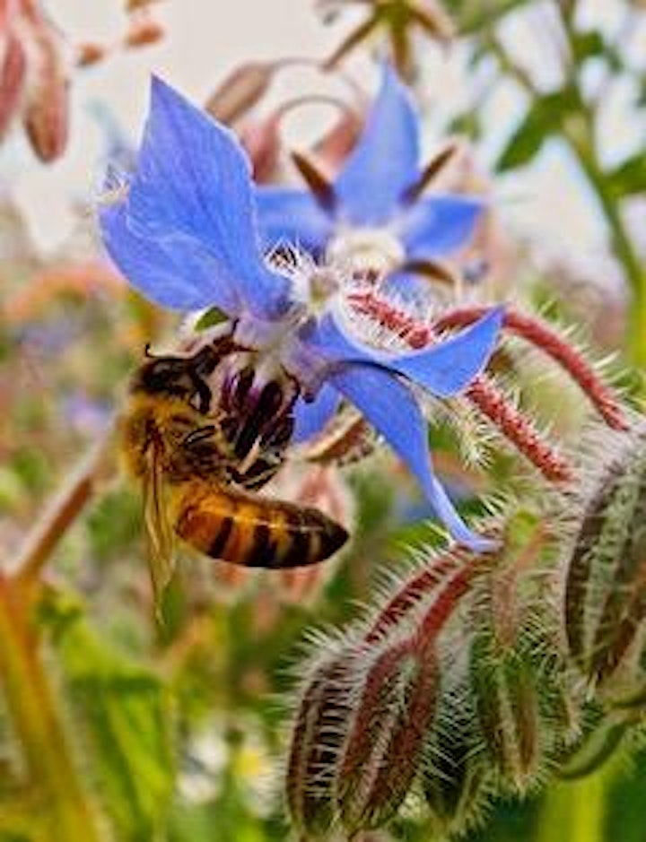  Beekeeping through the camera lens - a talk by Simon Croson image 