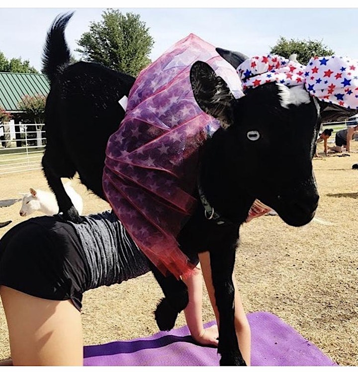 Sold Out! Goat Yoga Addison Circle! image