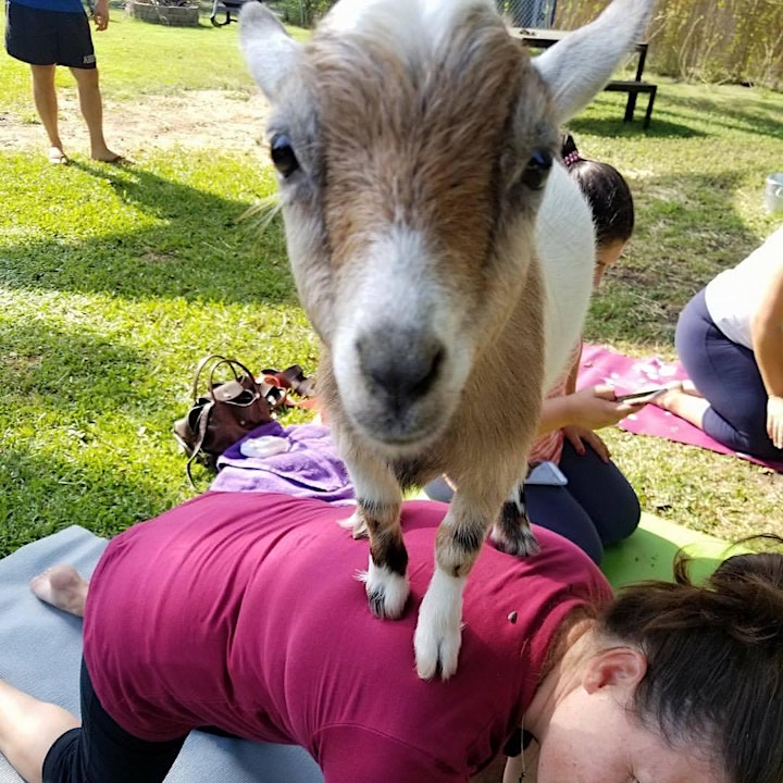 Sold out! Happy New Year Goat Yoga @ Toyota Music Factory! image