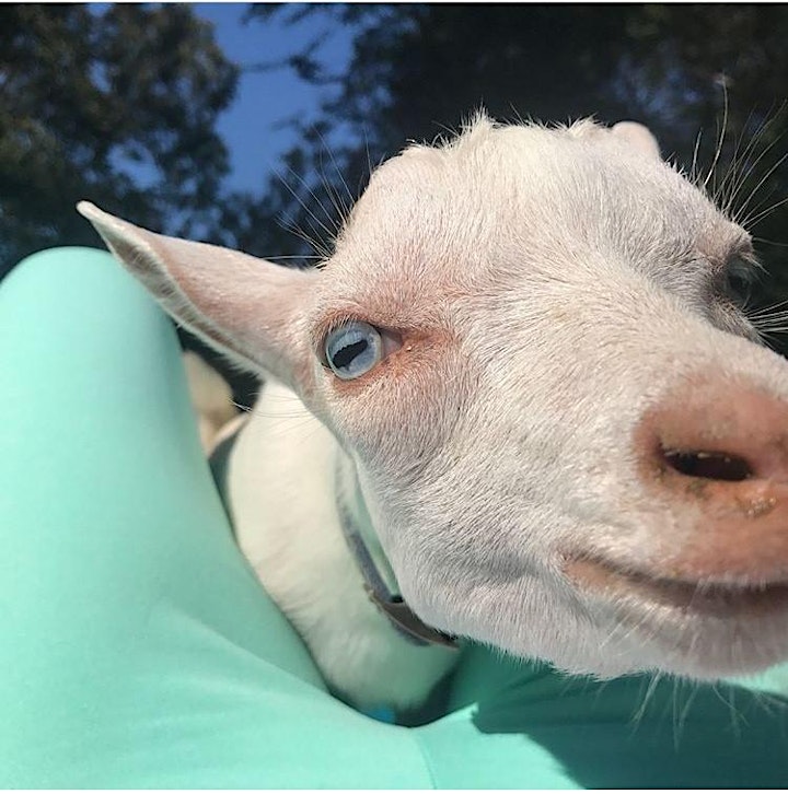 Sold Out! Goat Yoga Addison Circle! image