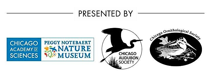Wind Birds Over the Windy City: Stories of Shorebird Conservation image