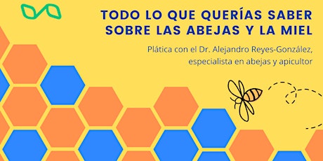 Imagen principal de Todo sobre la miel y las abejas