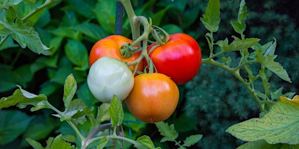 Vegetable Gardening Update: Pests, Diseases,