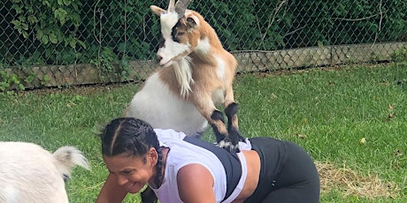 Goat Yoga primary image