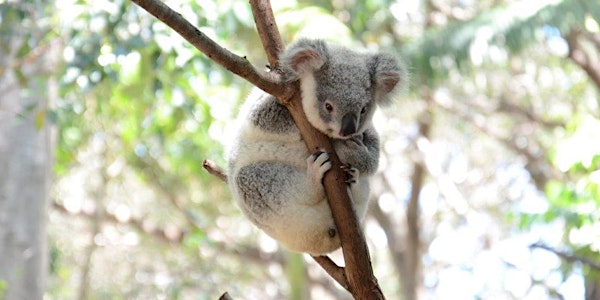 Koala Community Planting