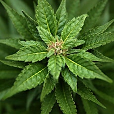 DC Cannabis Cultivation Development Seminar primary image