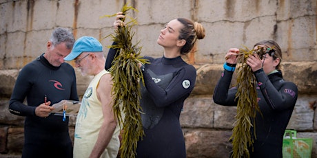 Exploring Seaweed in the Cabbage Tree Bay Aquatic Reserve primary image