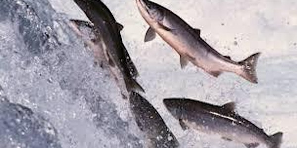 “Where have all the salmon gone?"   John Murphy Salmon Watch Ireland